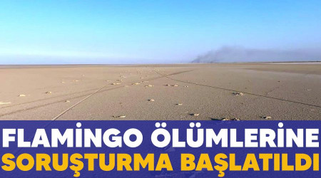 Flamingo ölümlerine soruşturma başlatıldı