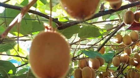 Giresun’da bu defa fındık değil kivi hasadı hazırlıkları başladı
