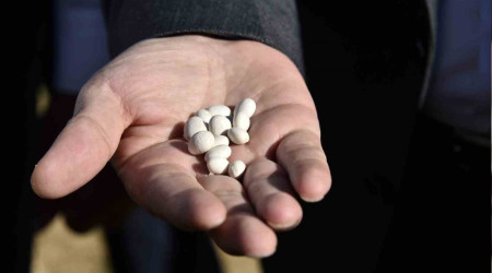 Gümüşhane'de kuru fasulye hasadı devam ediyor