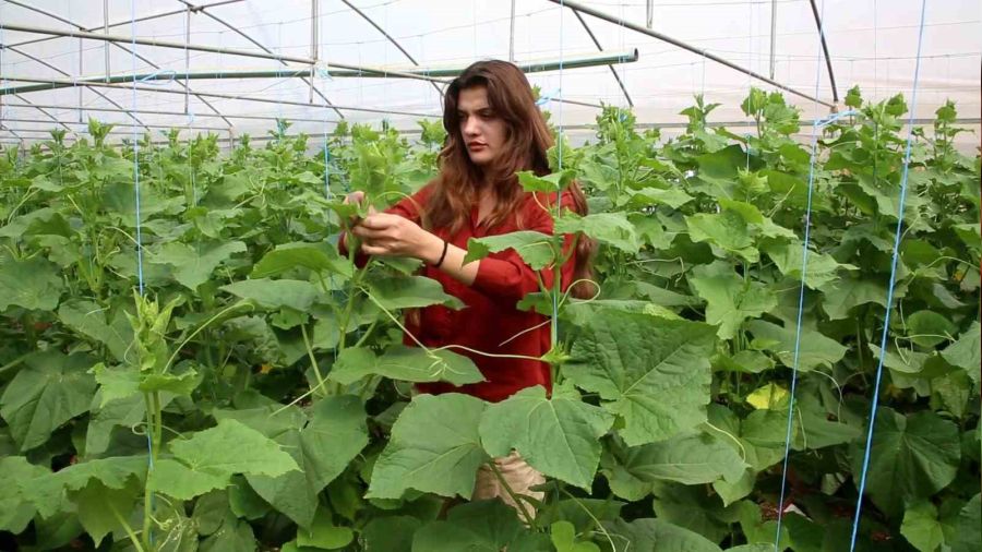 Hakkari Derecik'te serac�l�k yayg�nla��yor