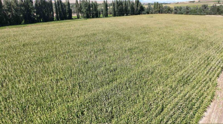 Hasad balad, 200 bin ton rekolte bekleniyor