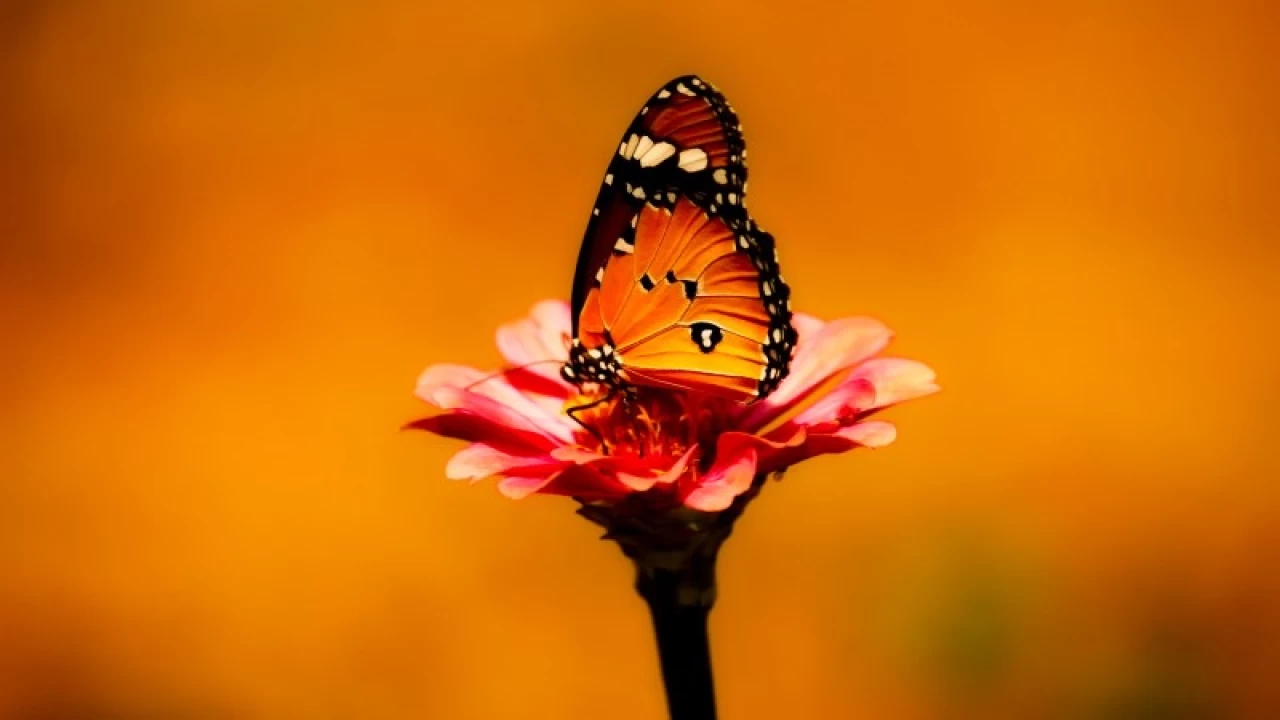 İmam Ali’den sözler -12-