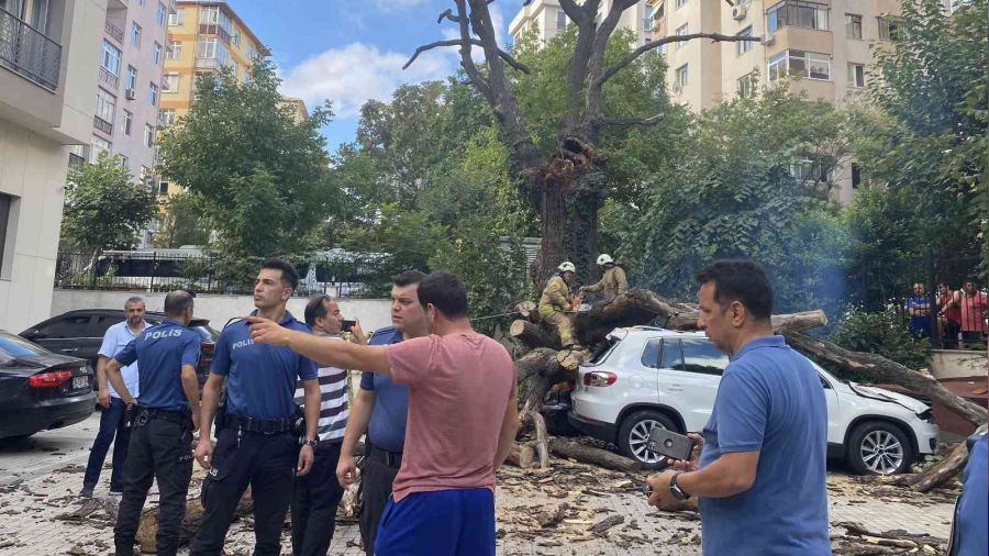 Kadıköy'de 150 yıllık meşe ağacı 6 aracın üstüne devrildi