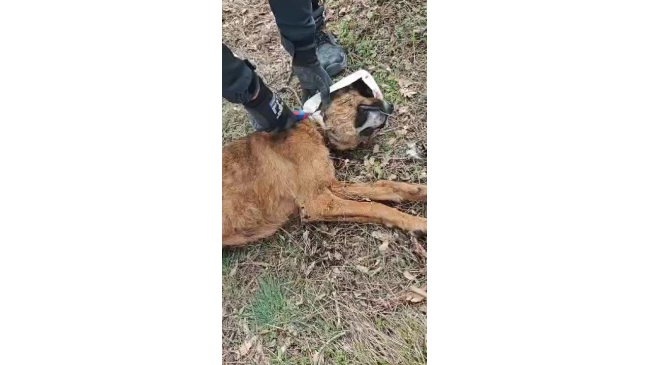 Kafasına plastik bidon sıkışan köpeğe yardım eli