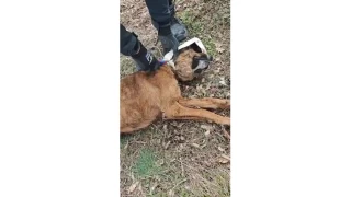 Kafasına plastik bidon sıkışan köpeğe yardım eli