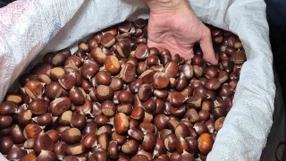 Kestane rekoltesi kuraklk sebebiyle dt
