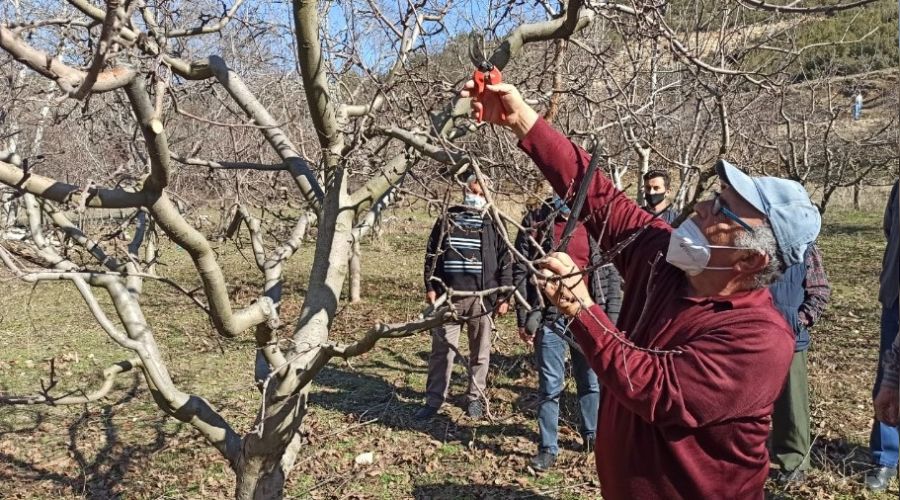 Korkuteli'de çiftçiye uygulamalı budama eğitimi