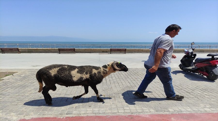 Koyunların efendisi