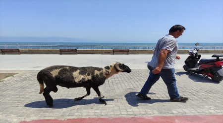Koyunların efendisi