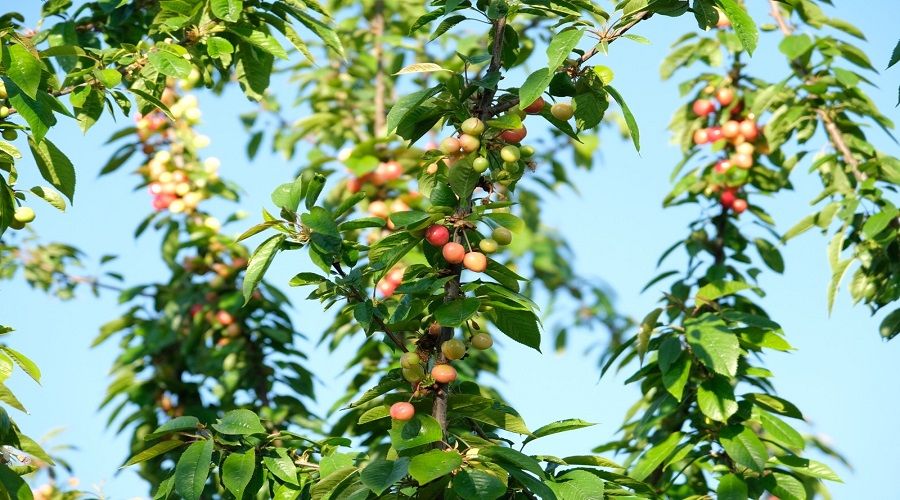 Kuzey yar�mk�renin ilk kiraz hasad� Manisa'dan
