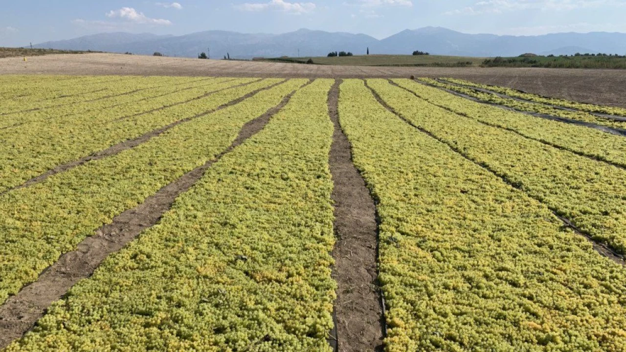 Manisa'nın tarım başkenti Salihli
