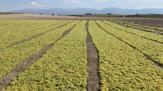 Manisa'nn tarm bakenti Salihli