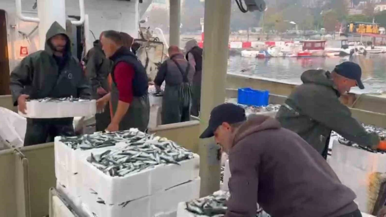 Marmara'da bereketli av: Bin kasa hamsi, bin kasa sardalya avlandı