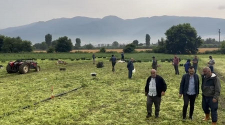 Maydanoz tarlasına yıldırım düştü