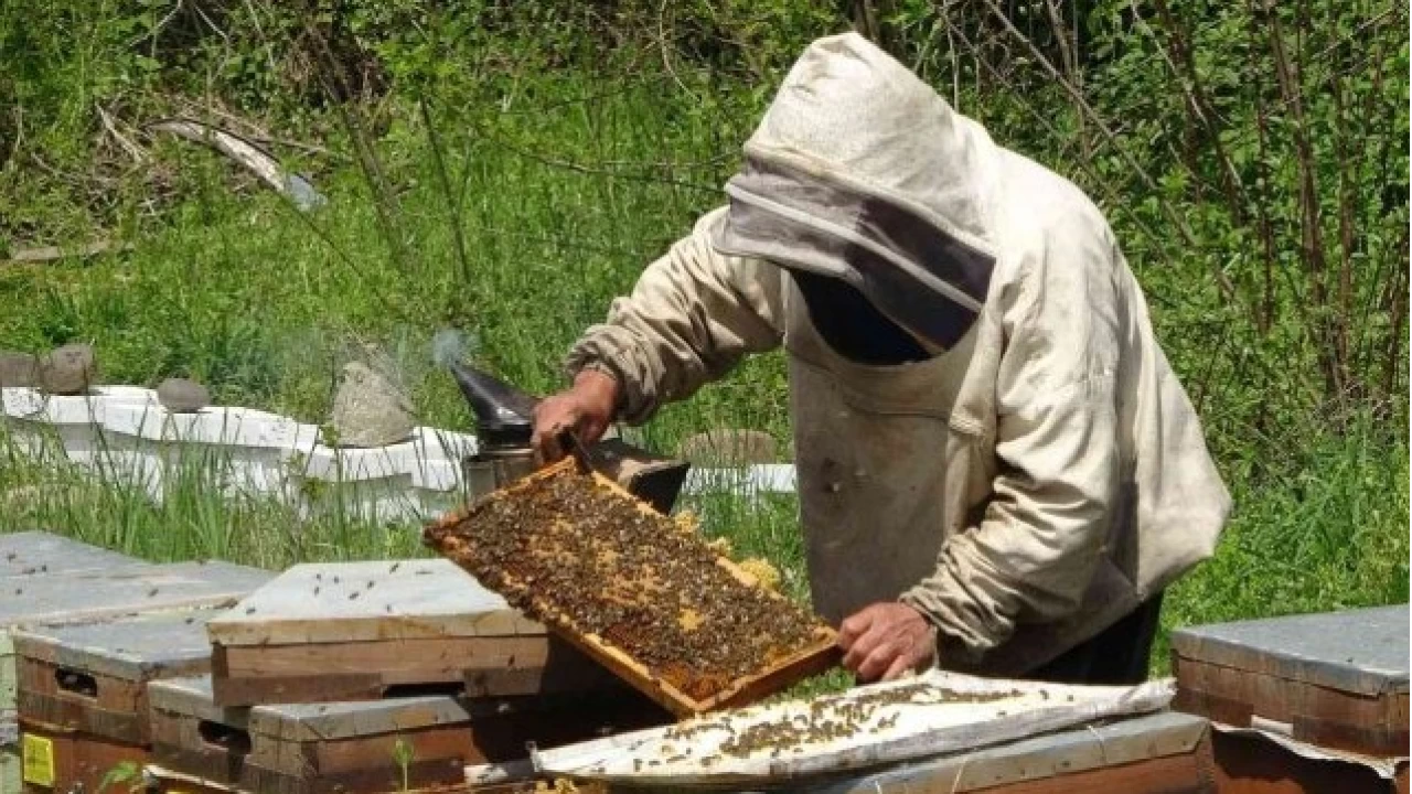 Ordu'dan bir yılda 590 ton bal ihraç edildi
