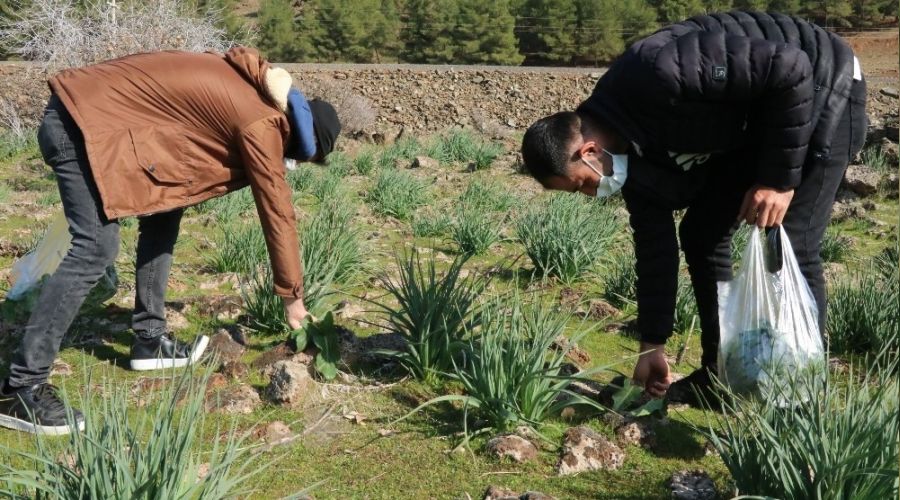 Taşların altında yetişiyor, sedef hastalığına iyi geliyor