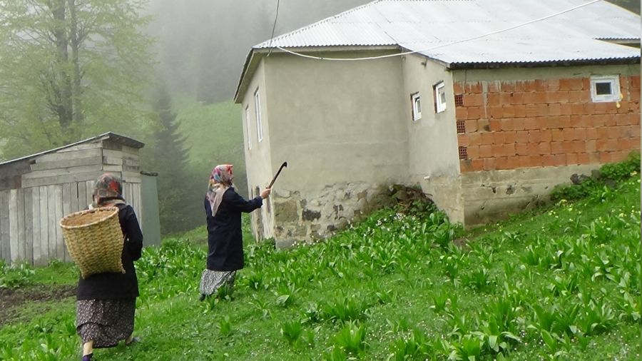 Trabzon'un Şalpazarı ilçesinde ayı kabusu