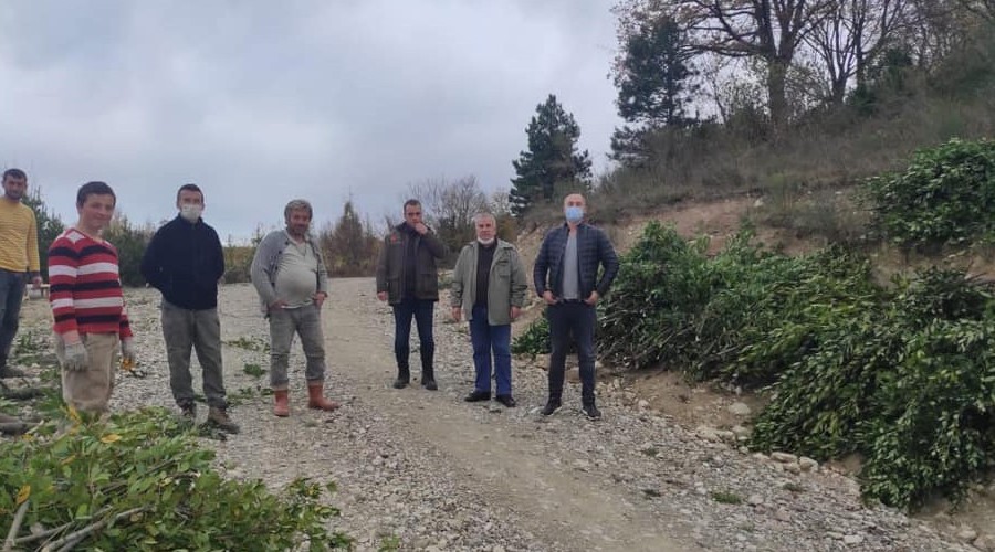 Trkeli'de toplanan defne yapra ek gelir salyor
