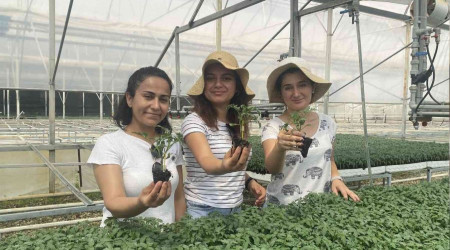 Yeni sezonun gzdesi yine domates olacak