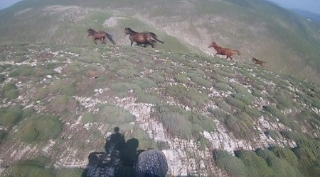 Yılkı atlarının katledilmelerine tepki gösterdi
