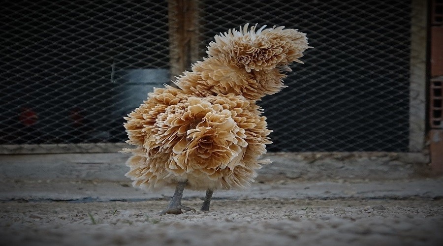 Zamane tavukları