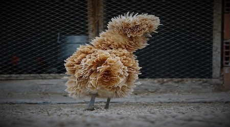 Zamane tavukları