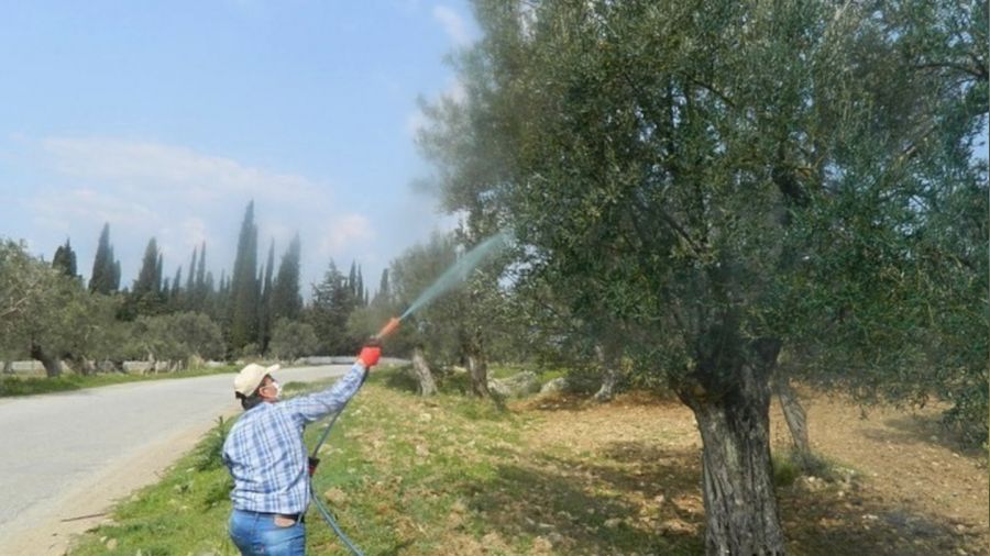 Zeytinde halkalı leke hastalığı ile mücadele başladı