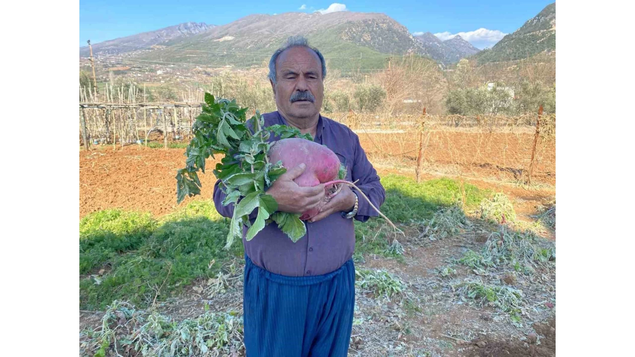 6 kilo 700 gram dev turp görenleri şaşırtıyor