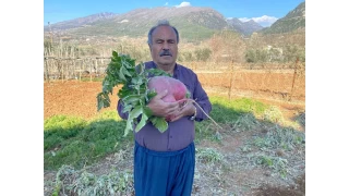 6 kilo 700 gram dev turp görenleri şaşırtıyor