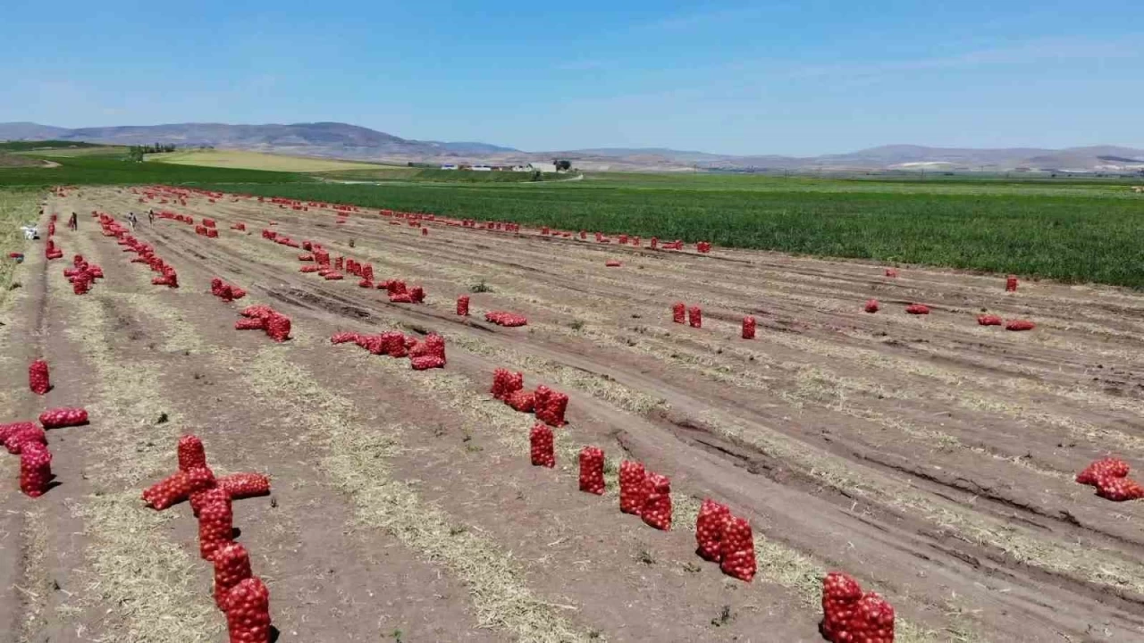 Amasya'da so�an hasad� ba�lad�: Tarlada kilosu 7 TL