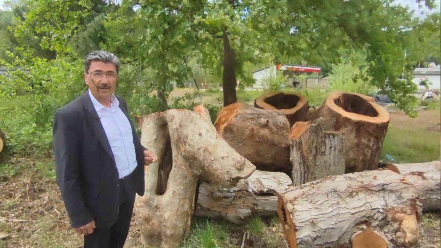 Asırlık ceviz ağaçları ekonomiye kazandırılıyor