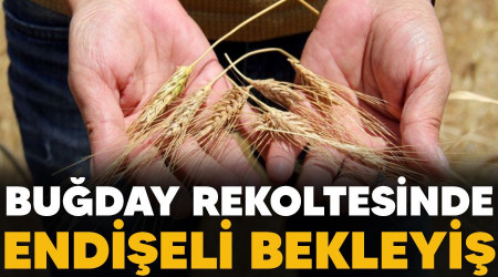 Buğday rekoltesinde endişeli bekleyiş