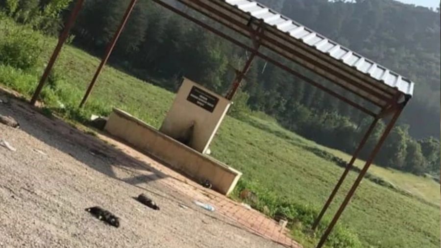 Burdur'da 6 k�pek yavrusu vurularak �ld�r�lm�� halde bulundu
