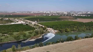 Ceyhan Nehri'ndeki kirlilik balklar telef etti