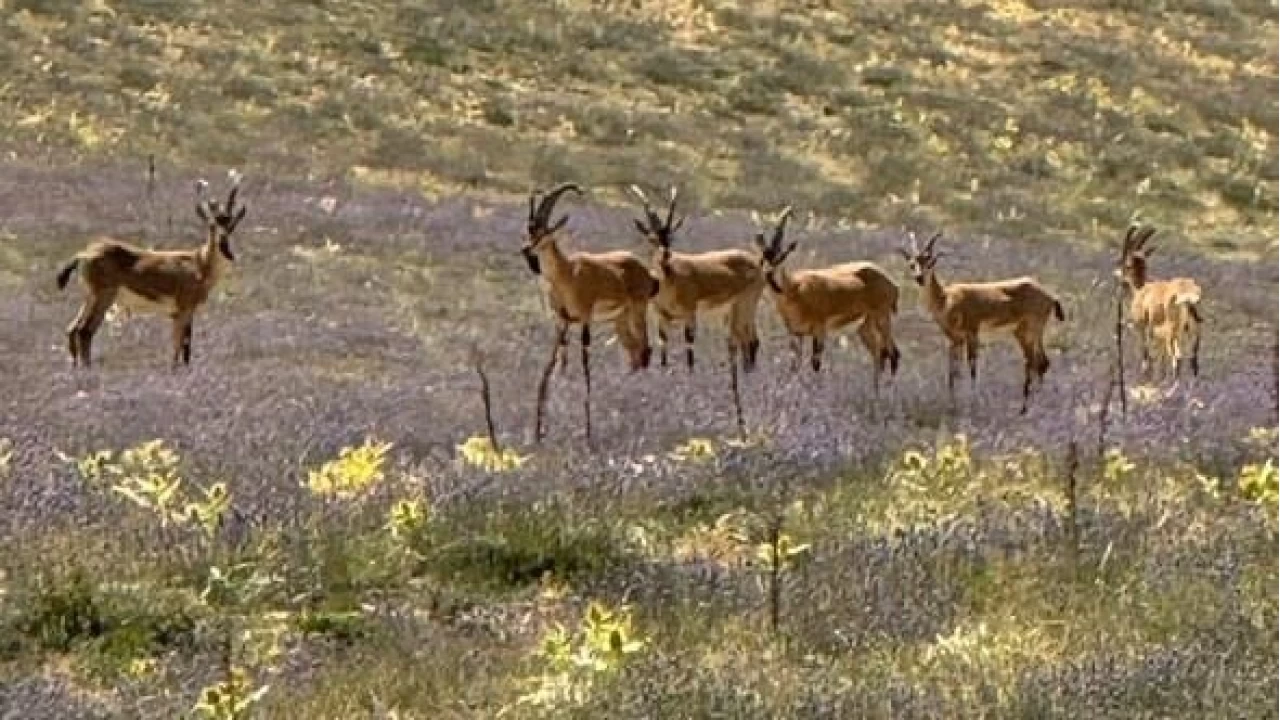 Dağların eşsiz tırmanıcıları bozkırda poz verdi