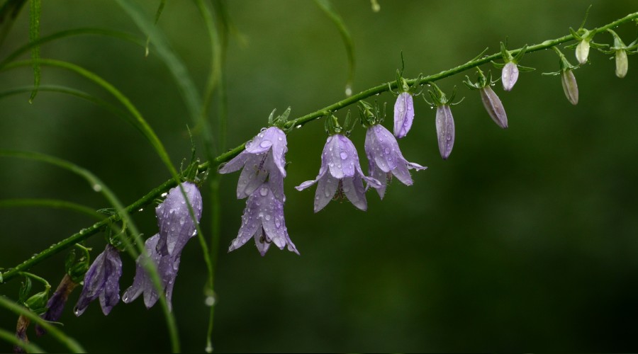 �Do�ru zan ak�ll� insan�n �zelli�idir�