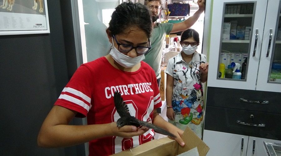 Ebabil ku�u Antalya s�ca��na dayanamad�