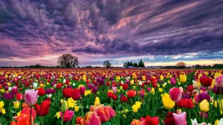 İbradı: Geleneksel tarım modern sorunlarla karşı karşıya