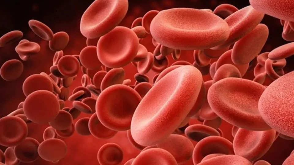 Kan sağlığını korumak ve hematolojik farkındalık