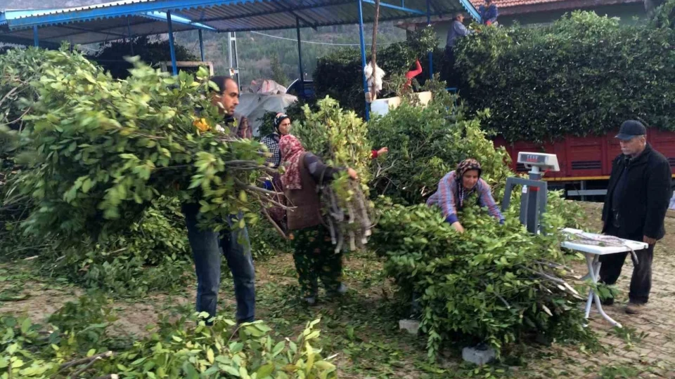 Kilogramı 25 liradan satılan defne yaprağı bir köyün geçim kaynağı oldu