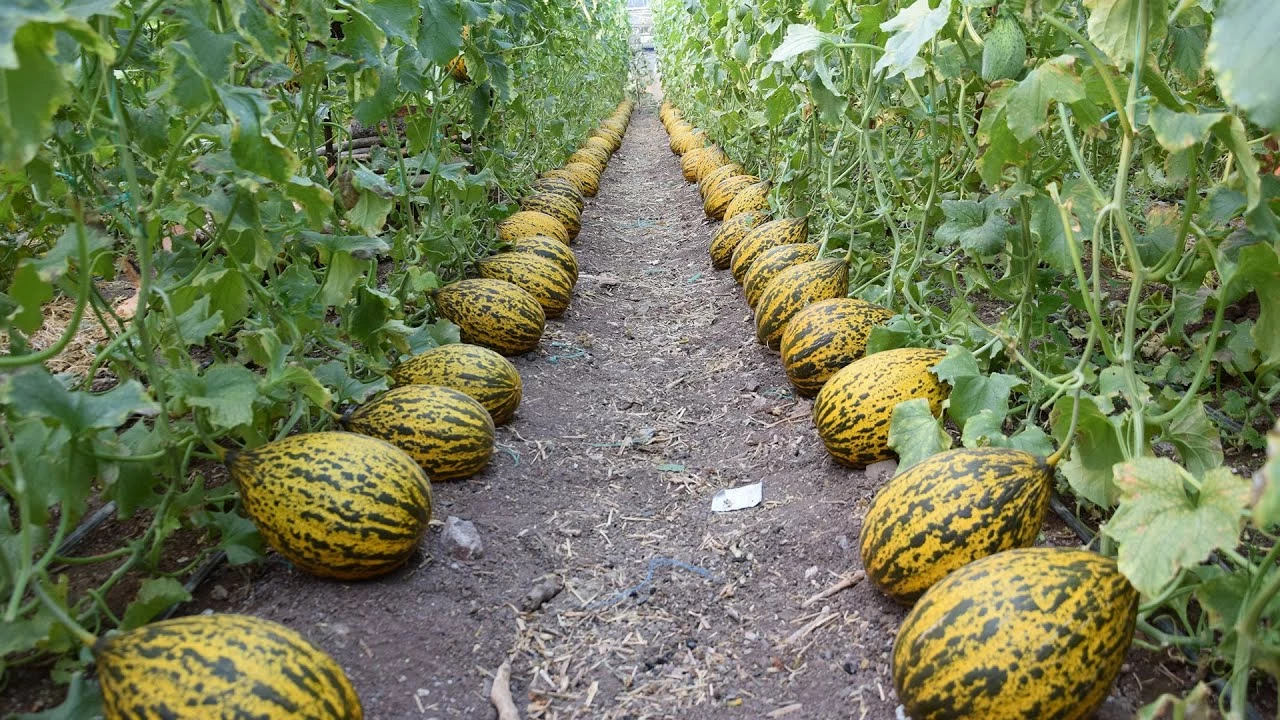 Kırkağaç tarımı: Coğrafi işaretli lezzetin merkezi