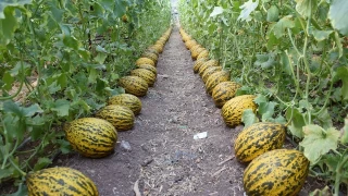 Krkaa tarm: Corafi iaretli lezzetin merkezi