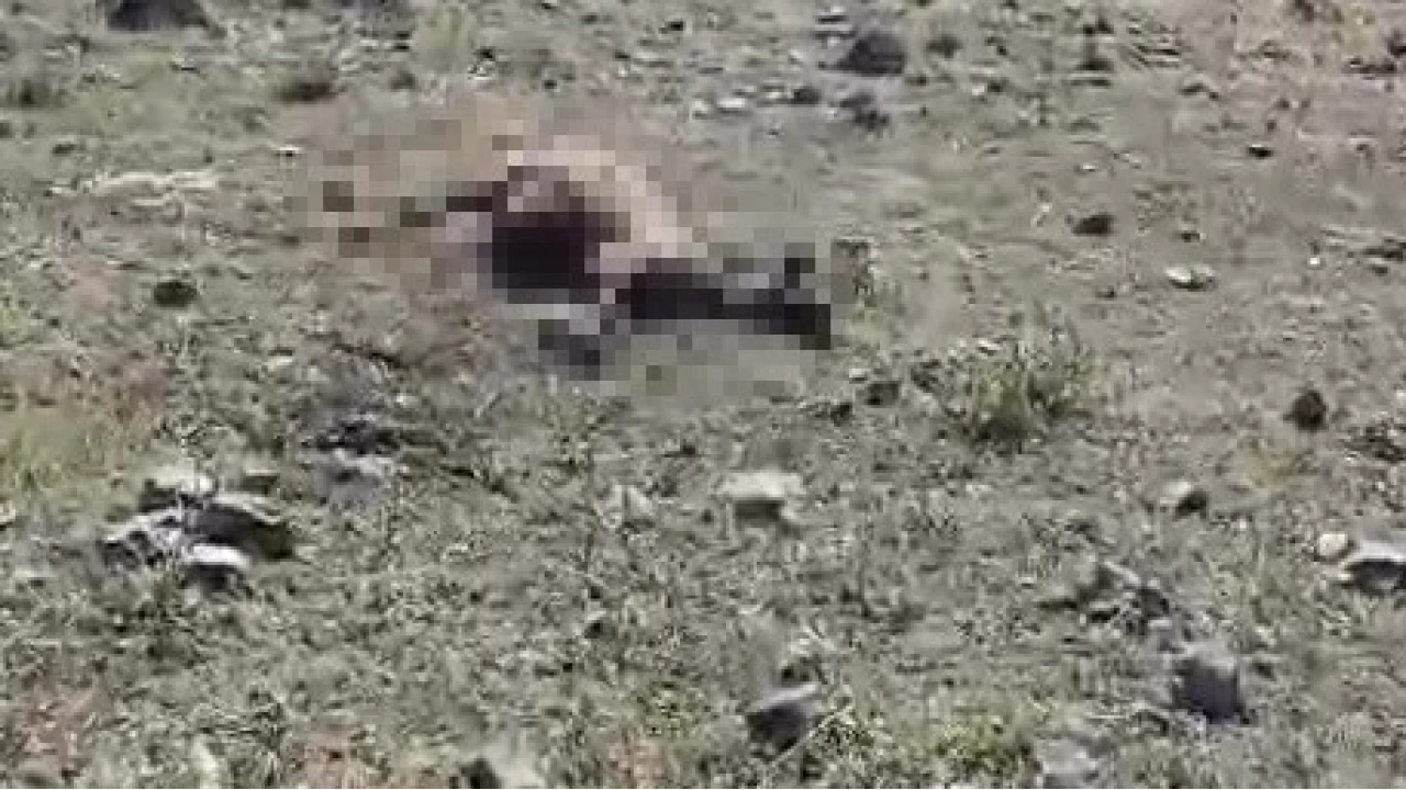 Kurt sald�r�s�nda onlarca koyun telef oldu