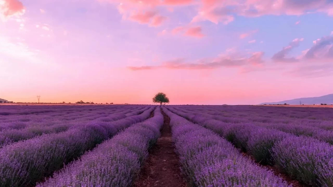 Lavanta: Akdeniz’in mor mucizesi ve sakinliğin kokusu