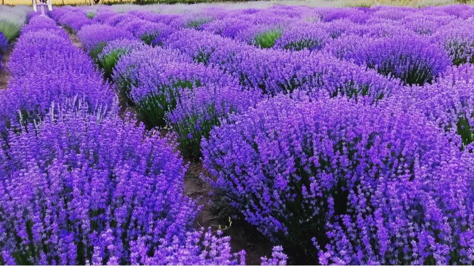 Lavanta Yalova: Do�an�n i�inde mor bir r�ya