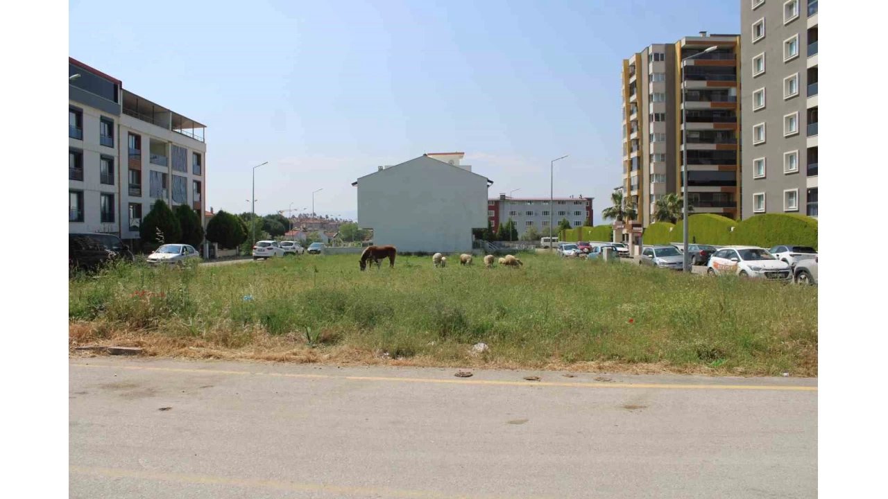 Mahalle sakinleri babo kpeklerden tedirgin