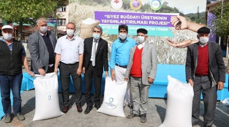 Ordu'da buğday üretimi başlıyor