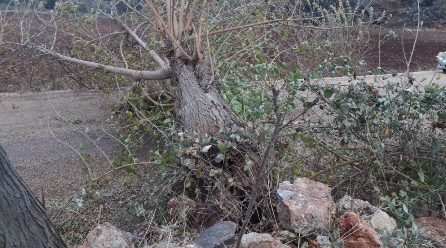 Osmaniye'de �iddetli r�zgarla a�a�lar devrildi