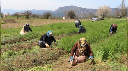 Safran ekiminin meşakkatli yolculuğu başladı