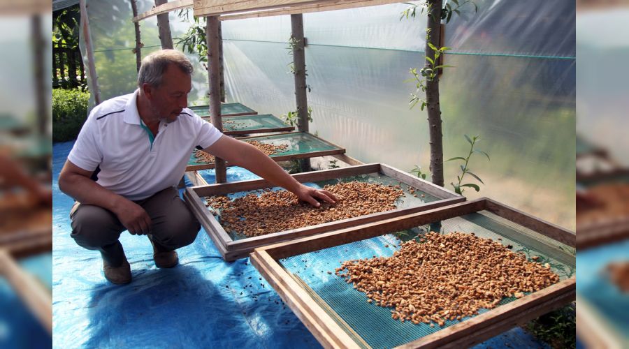 Salep orkidesi fiyatyla da dikkat ekiyor